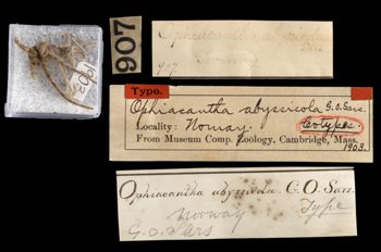 Media type: image;   Invertebrate Zoology OPH-1903 Aspect: labels